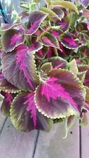 Coleus  Rainbow Colors Extravaganza Assorted   Rooted  Live Plants  2 for $10   picture