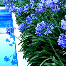 25 Dwarf Blue Lily of The Nile Flower Seeds Agapanthus 