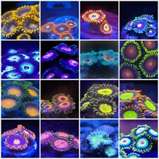 Zoa Pack of 8 different Types of Colorful Zoa by Zoa.World with  picture