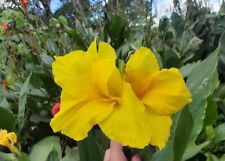 Banana Punch Canna Lilly Bulbs (3 count) picture