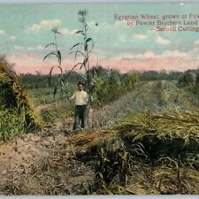 c1910s Fowlerton, TX Egyptian Wheat Fowler Brothers Land Co Frio Valley A189 picture