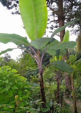 Helen's Banana Seeds - 10 Seeds - Musa sp. Hardy Musa Hybrid - 10 Seeds picture