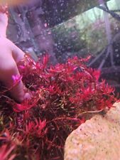 Rotala Yarabje [Rare and COOL Red High Tech Stem] picture