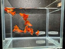 Ten (10) Males Albino Red Koi Glass Belly Short Body Ribbon Long Ears Live Guppy picture