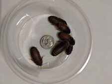 Live Feeder Small Medium Large Dubia Roaches USPS Live arrival guarantee w/Extra picture