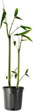 Oldhamii Giant Timber Bamboo | Live Plants | Fast-Growing Bambusa Privacy... picture