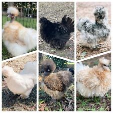 12 Silkie, Satin, Showgirl, Frizzle Fertile Chicken Eggs- NPIP certified picture