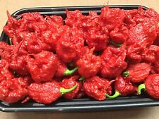 Carolina Reaper, pepper plants, red, 2 count (  5” or taller )  picture