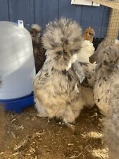 12 +2 Extra Silkie Eggs Variety Of Colors And Feathers picture