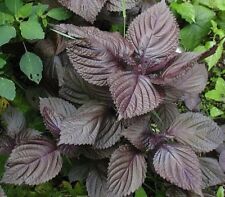 Purple Shiso Seeds, Perilla, Japanese Basil, Red Mint, NON-GMO, Variety Sizes picture