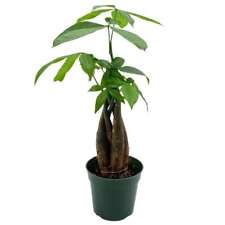 Money Tree, Pachira aquatica, water chestnut, very large bonsai plant, Perfect H picture