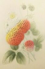 Vintage Raised Multicolor Flowers Fruit Postcard (A4) picture