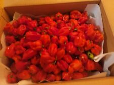 3 Pound Fresh Red Habanero Chili Peppers picture