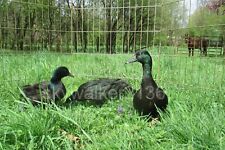 6+ Rarely Offered BLACK EAST INDIE Bantam duck hatching eggs picture