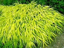 30 ALL GOLD JAPANESE FOREST GRASS SEEDS - Hakonechloa macra ' All Gold '  picture