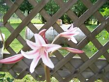5 Crinum Lily Bulbs picture