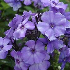 Beauty Blue Phlox Seeds | Non-GMO |  | Seed Store | 1239 picture