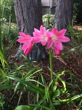 Crinum Lily, Lorraine Clark,(darker Pink) 2 Young Bulbs,1-2 Years Old, NEW picture