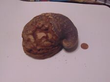 Fossilized freshwater Bivalve shell - Central Texas picture