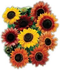 Sunflower Seed Mix - Vibrant Heirloom Blooms -  - 9 Mixed Varieties picture