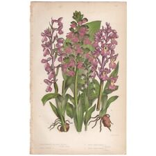 Anne Pratt Flowering Plants antique 1860 botanical print 214 Purple Orchis picture