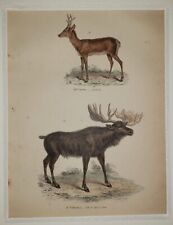 ALEXANDER FRANCIS LYDON (1836–1917) Original ANTIQUE Colored Engraving Moose picture