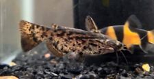 Beautiful 🤩 Fisher's Wood Catfish (Trachelyopterus fisheri)  3-4” picture