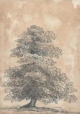 LADY HENRIETTA KERR Antique Pencil Drawing STUDY OF A TREE - 19TH CENTURY picture