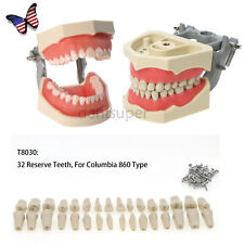 US 28/32Pcs Dental Typodont Teeth Model With Screw-in Fit Kilgore NISSIN 500Type picture