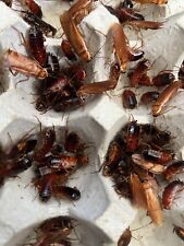 Red Runner Roaches Reptile Food Live Feeders  picture