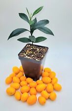 Nagami Kumquat seedling, 3-5 inches tall picture