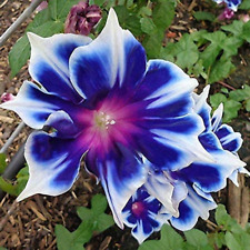 100Pcs Morning Glory Seeds Beautiful Perennial Flowers Seeds for Garden Qc… picture