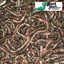 Large Panfish Worms European Nightcrawlers  Live Arrival Guarantee picture