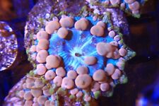 -Neptune bounce mushroom live coral frag picture