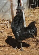10+ Ayam Cemani Hatching Eggs, High Fertility, Very Fresh When Shipped Priority  picture