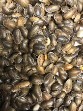 Dubia Roaches - Small, Medium, Large & Feeder Males - Live Arrival Guaranteed picture
