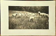 Sheep in the Field 1901-1907 - RPPC, Real Photo Postcard, Beautiful Condition picture
