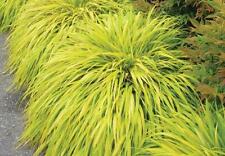 ( 1 ) - All Gold Japanese Forest Grass - Starter Plug ( 5 m ) ( 1 live plant ) picture