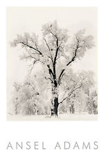 Oak Tree, Snowstorm (embossed) by Ansel Adams Art Print Photo Snow Poster 36x24 picture