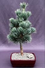 Japanese White Pine Bonsai Tree 18