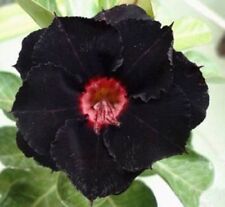 4 Black Red Desert Rose Seeds Adenium Obesum Flower Perennial Flowers Exotic 337 picture