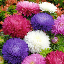 500+Powder Puff China Aster Seeds Rainbow Chrysanthemum Mix Cut flowers USA picture