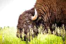 Buffalo Photography Prints - Great Plains Bison Wall Art - Midwest Decor picture