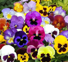 PANSY MIX Heirloom Garden Viola Pollinators GroundCover Edible Non-GMO 100 Seeds picture