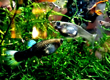 LIVE Guppy Breeding Pair - PREGNANT on arrival - Home Raised - WEATHER WARNING picture