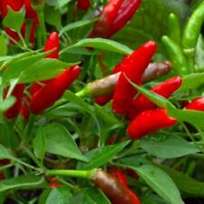 Bird's Eye Chili Pepper Seeds  | NON-GMO | Heirloom | Fresh Garden Seeds picture