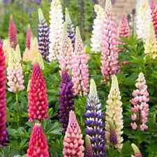 Russell Lupine Seeds | Non-GMO |  | Seed Store | 1254 picture