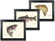 3 Framed Steelhead Rainbow Trout Fish Fly Fishing Prints picture