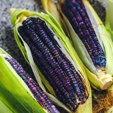 Hopi Blue Flour Corn - 100 Seeds picture