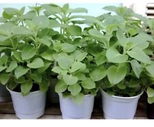 2X  Mexican Mint -Cuban Oregano  7-9 Inch Healthy Roots ( 2 Plants) picture
